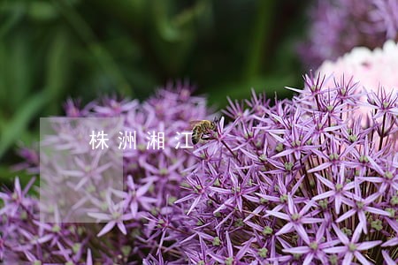 株洲湘江 株洲湘江