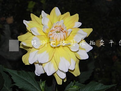 株洲网络司法拍卖平台 株洲网络司法拍卖平台