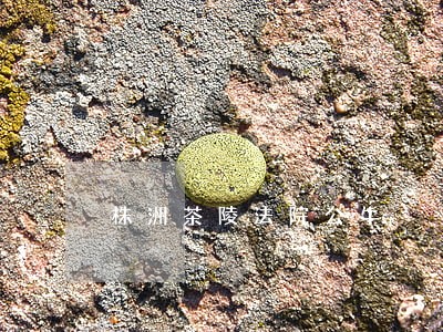 株洲茶陵法院公牛 株洲茶陵法院公牛