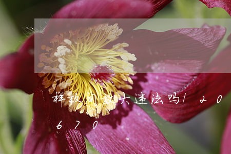 样板间放大违法吗/2023013029670