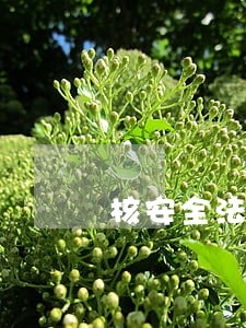 核安全法规目的和范围 核安全法规目的和范围
