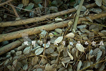 核弹下有没有只还本金成功的 核弹下有没有只还本金成功的