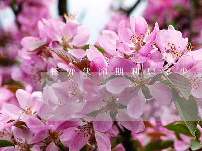 核弹侠逾期利息多少 核弹侠逾期利息多少