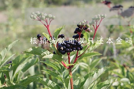 核销贷款可以只还本金吗