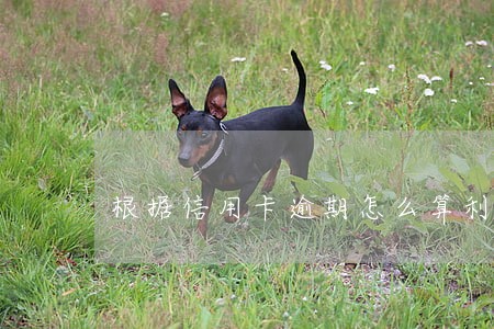 根据信用卡逾期怎么算利息