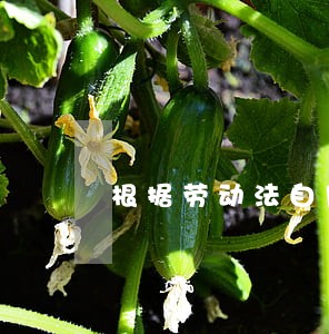 根据劳动法自用工之日起 根据劳动法自用工之日起