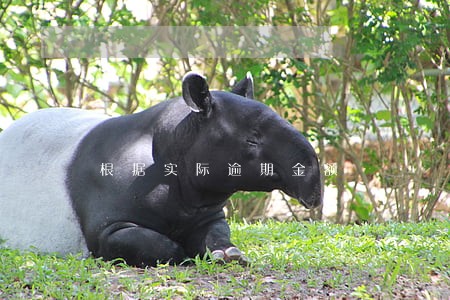 根据实际逾期金额 根据实际逾期金额