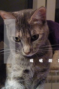 根据规定法院判决后多久失信 根据规定法院判决后多久失信