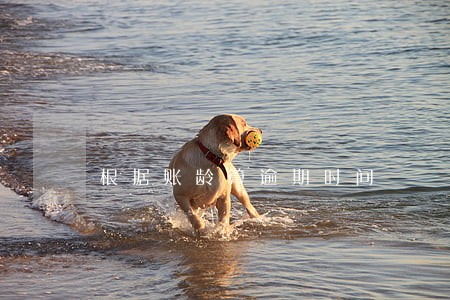 根据账龄算逾期时间 根据账龄算逾期时间