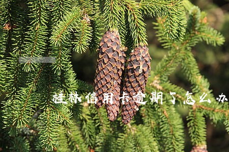 桂林信用卡逾期了怎么办 桂林信用卡逾期了怎么办
