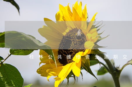 桂林公共维修资金逾期交的后果 桂林公共维修资金逾期交的后果