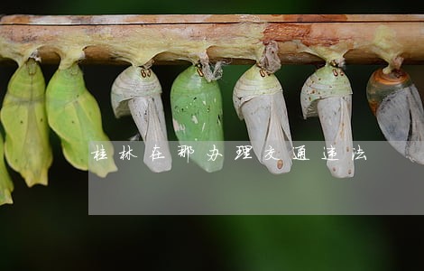 桂林在那办理交通违法 桂林在那办理交通违法