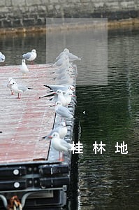 桂林地区临桂区债权债务律师 桂林地区临桂区债权债务律师