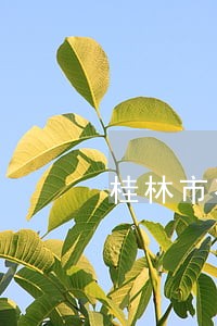 桂林市有名的民事债务律师 桂林市有名的民事债务律师