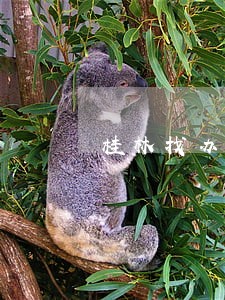 桂林找办理债权债务律师哪个好 桂林找办理债权债务律师哪个好