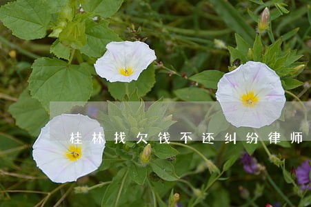 桂林找欠钱不还纠纷律师费用标准 桂林找欠钱不还纠纷律师费用标准