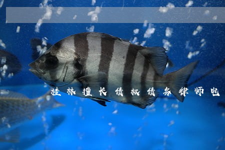 桂林擅长债权债务律师电话多少 桂林擅长债权债务律师电话多少