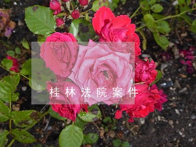 桂林法院案件 桂林法院案件