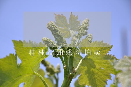 桂林荔浦法院拍卖 桂林荔浦法院拍卖
