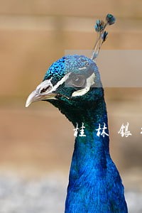 桂林银行信用卡逾期能协商吗 桂林银行信用卡逾期能协商吗