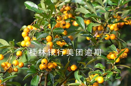 桂林银行美团逾期 桂林银行美团逾期