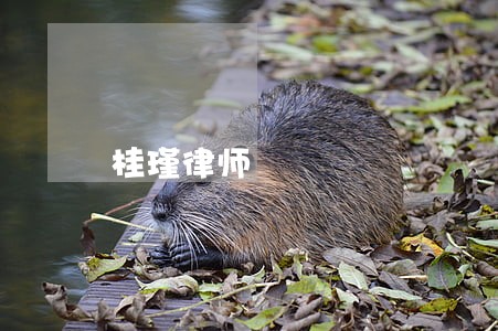 桂瑾律师 桂瑾律师