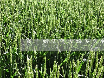案子到法院大约多久会开庭 案子到法院大约多久会开庭