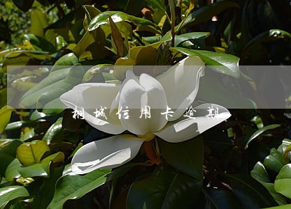 桐城信用卡逾期 桐城信用卡逾期