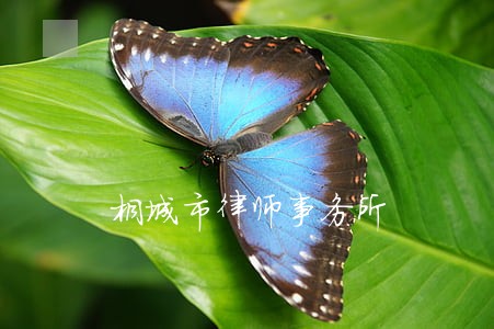 桐城市律师事务所 桐城市律师事务所