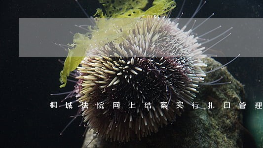 桐城法院网上结案实行扎口管理 桐城法院网上结案实行扎口管理