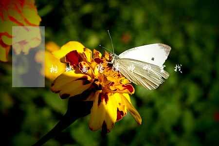 桐城离婚律师哪里找 桐城离婚律师哪里找