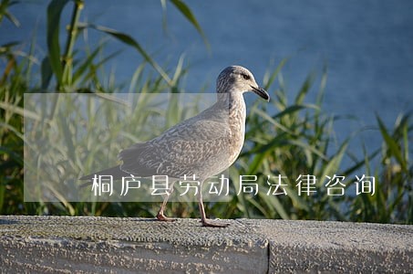 桐庐县劳动局法律咨询 桐庐县劳动局法律咨询