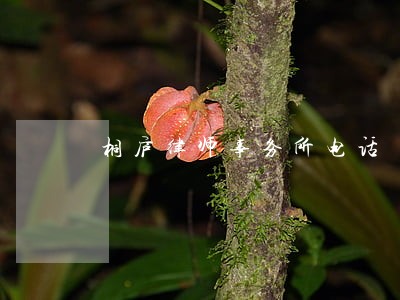 桐庐律师事务所电话 桐庐律师事务所电话