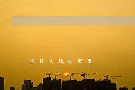 桐梓伤残在哪里
