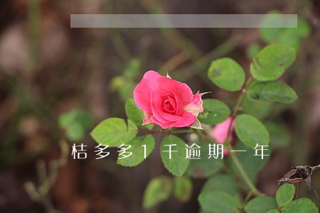 桔多多1千逾期一年 桔多多1千逾期一年