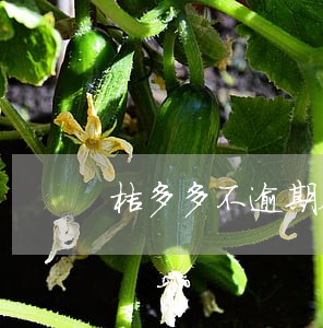 桔多多不逾期会打联系人电话么 桔多多不逾期会打联系人电话么