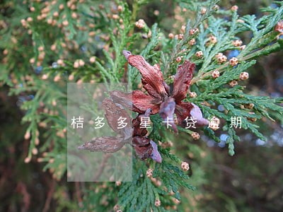 桔多多星卡贷逾期 桔多多星卡贷逾期