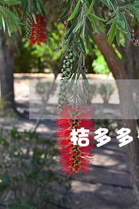 桔多多有逾期记录的可以通过吗 桔多多有逾期记录的可以通过吗