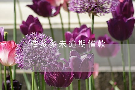 桔多多未逾期催款 桔多多未逾期催款