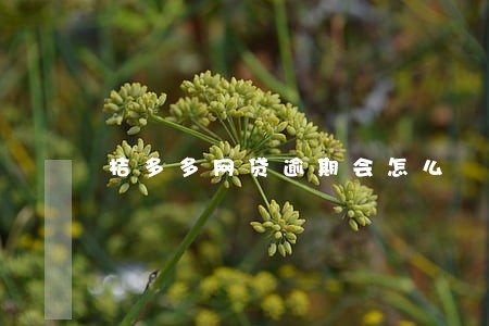 桔多多网贷逾期会怎么 桔多多网贷逾期会怎么