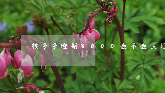 桔多多逾期3000会不会上门 桔多多逾期3000会不会上门