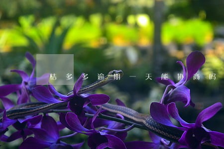 桔多多逾期一天能协商吗 桔多多逾期一天能协商吗