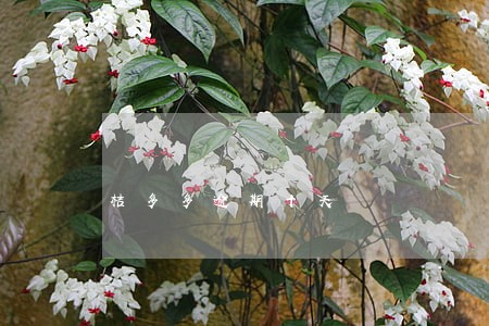 桔多多逾期十天 桔多多逾期十天
