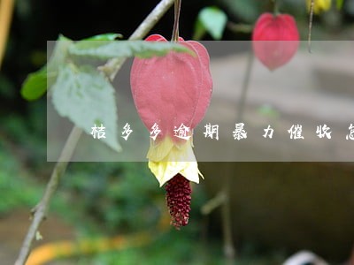 桔多多逾期暴力催收怎么投诉 桔多多逾期暴力催收怎么投诉