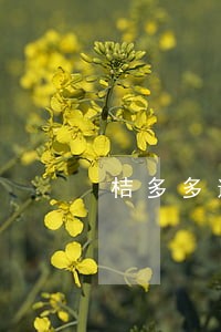 桔多多逾期罚息多少