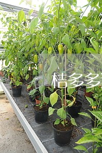 桔多多逾期被中卫仲裁 桔多多逾期被中卫仲裁