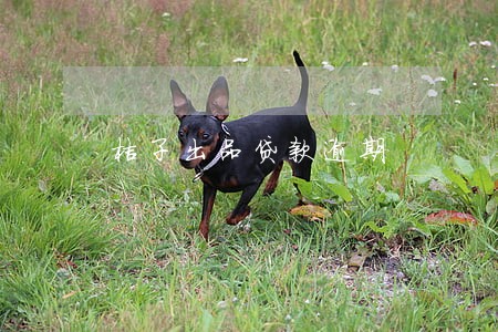 桔子出品贷款逾期 桔子出品贷款逾期