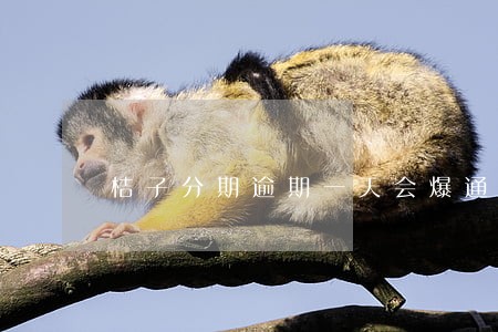 桔子分期逾期一天会爆通讯录吗 桔子分期逾期一天会爆通讯录吗