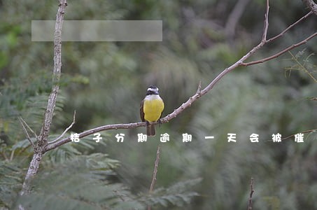 桔子分期逾期一天会被催收不 桔子分期逾期一天会被催收不