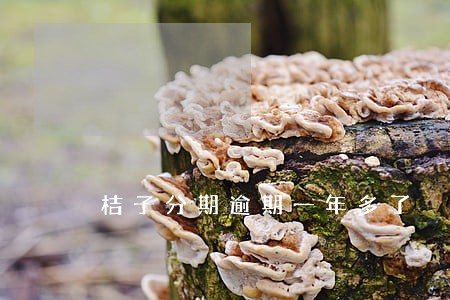 桔子分期逾期一年多了 桔子分期逾期一年多了